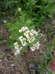 Valeriana officinalis