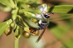 Podalonia tydei suspiciosa