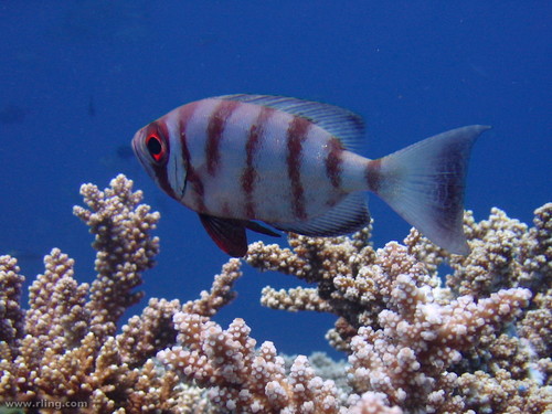 Crescent-tail Bigeye