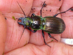 Megadromus antarcticus