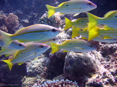 Lutjanus vitta