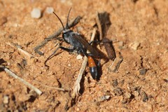Podalonia tydei suspiciosa