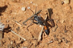 Podalonia tydei suspiciosa
