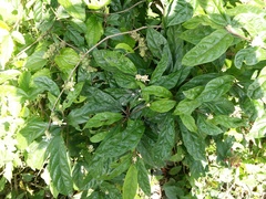 Morinda persicaefolia