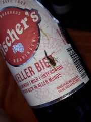 Insecta
