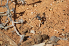 Podalonia tydei suspiciosa