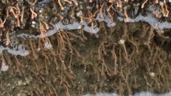 Ectopleura crocea