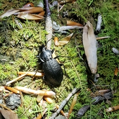 Carabus vinctus