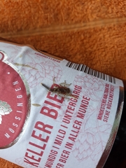 Insecta