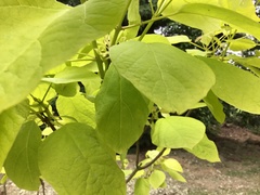 Aristolochia macrophylla