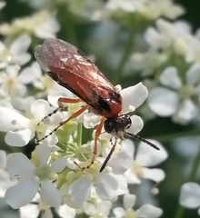 Athalia rosae