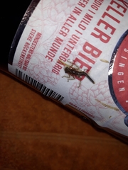 Insecta