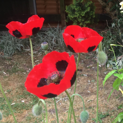 Papaver commutatum iNat (2)