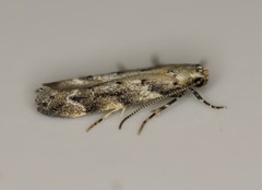 Coleotechnites coniferella
