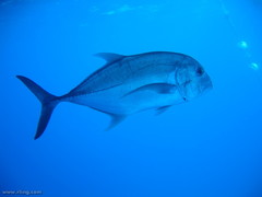 Caranx ignobilis