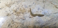 Whitmania edentula