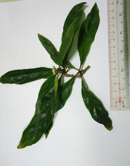 Morinda persicaefolia