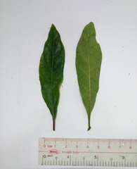 Morinda persicaefolia