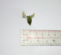 Morinda persicaefolia