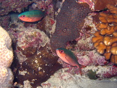 Pterocaesio digramma