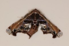 Eutelia pulcherrimus