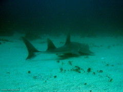 Rhynchobatus australiae