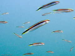 Trachinops taeniatus