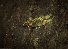 Sorolopha delochlora