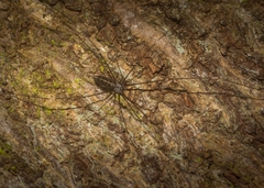 Smeringopus pallidus