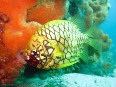 Cleidopus gloriamaris