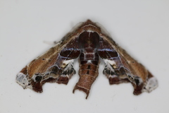 Eutelia pulcherrimus