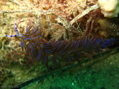 Pteraeolidia ianthina