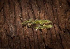 Sorolopha delochlora