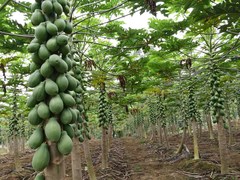Carica papaya