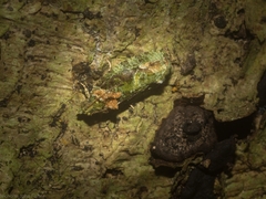 Sorolopha delochlora