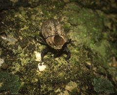 Brachyphyes thoracicus