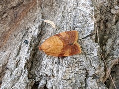 Cacoecimorpha pronubana