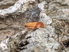 Cacoecimorpha pronubana