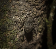 Onidistus araneus