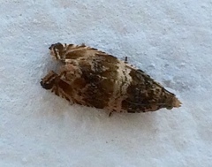 Celypha flavipalpana