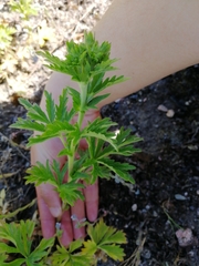 Potentilla intermedia
