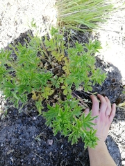 Potentilla intermedia