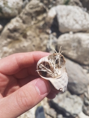 Ellisolandia elongata