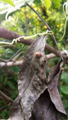 Coccinellidae