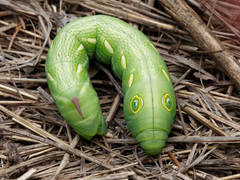 Theretra pallicosta