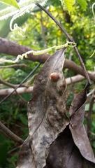 Coccinellidae
