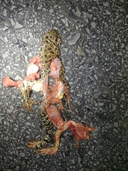 Lithobates areolatus circulosus