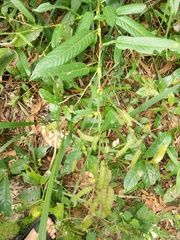 Tadehagi triquetrum