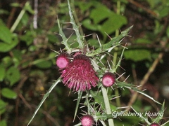 Cirsium suzukii