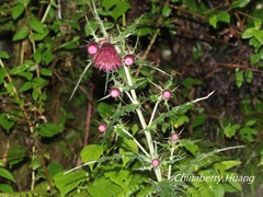 Cirsium suzukii